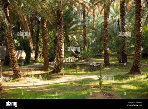 Al Ain (UAE) Oasis, date palm forest Stock Photo - Alamy