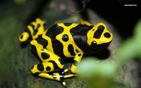 Poison dart frogs take up residence at hotel by Panama Canal - THE ...