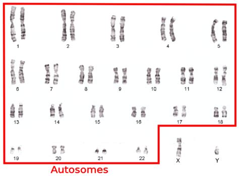 Biology Review: Autosomes and sex chromosomes