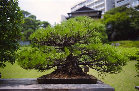 5 Oldest Bonsai Trees In The World - Bonsai Tree Gardener