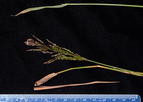 Agrostis stolonifera (Poaceae) image 125416 at PhytoImages.siu.edu