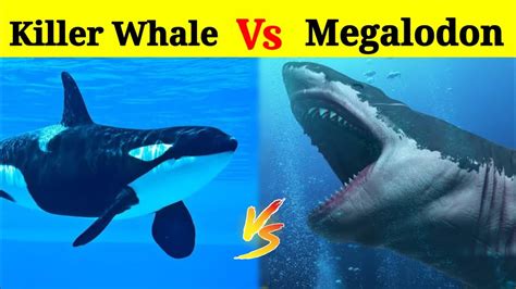 Megalodon Shark Vs Killer Whale