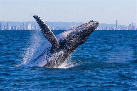 Image of Humpback whale breaching - Austockphoto