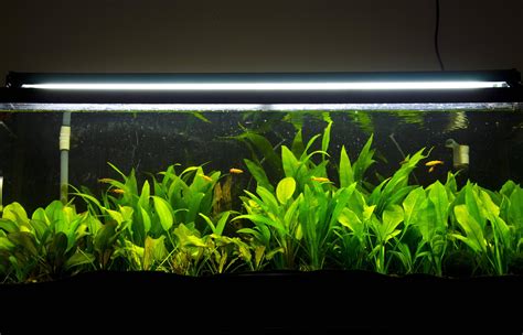 aquarium - How to choose good plants for a tropical fish tank? - Pets ...