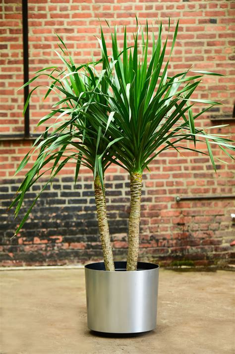 Dracaena Arborea | Plants, Easy to grow houseplants, House plants