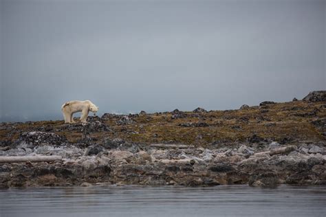 Starving Polar Bear's Last Hours Captured in Heartbreaking Video | Live ...