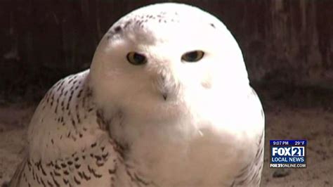 Snowy Owl Migration Gives Scientists Chance to Study Them - Fox21Online