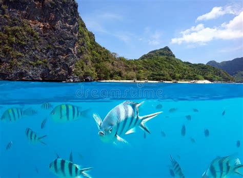 Underwater Fishes and Landscape Stock Image - Image of spot, blue: 93410515