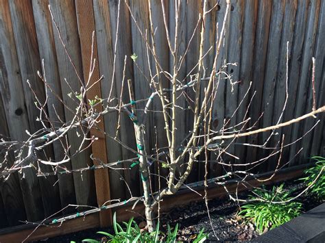 pruning - How should I care for my multi-variety apple and pear trees ...