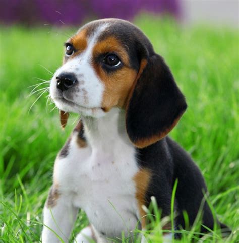 All You Need To Know About Corgi Beagle Mix - The Pet Town