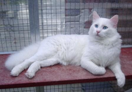 Turkish Van Cat - Breed Profile and Facts