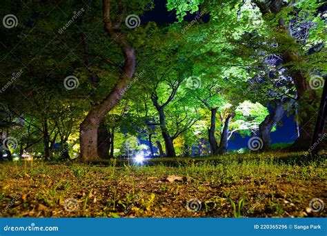 Night View of Gyeongju Gyerim Green Forest in Korea Stock Photo - Image of nature, asia: 220365296