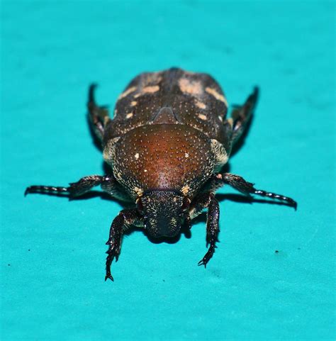 White spotted brown Flower chafer beetle Glycyphana stolat… | Flickr