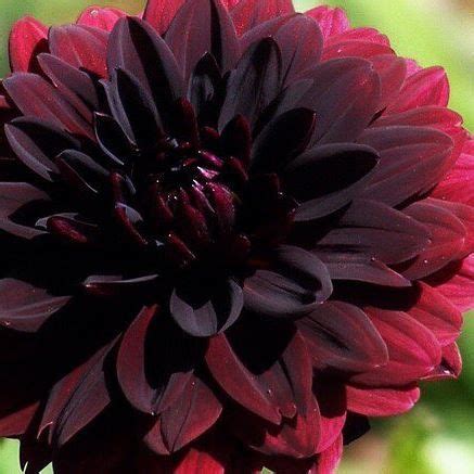 Charming Black Dahlia Bouquet – Bouquetpedia