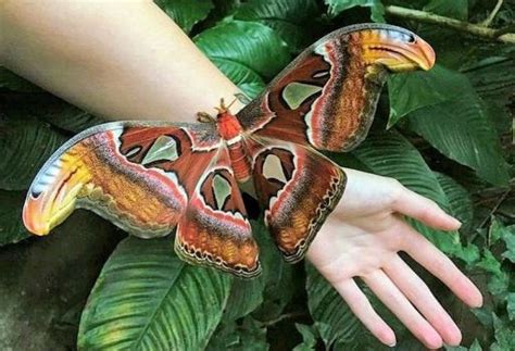 Solve Atlas moth, largest moth species in the world jigsaw puzzle online with 40 pieces