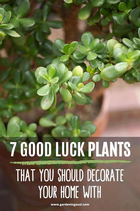 7 Good Luck Plants that You Should Decorate Your Home With