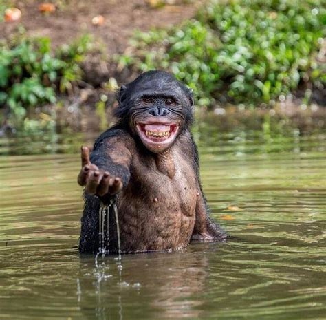 PsBattle: Chimp standing in water : r/photoshopbattles