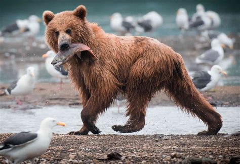 What Do Brown Bears Eat? - Top End Adventures