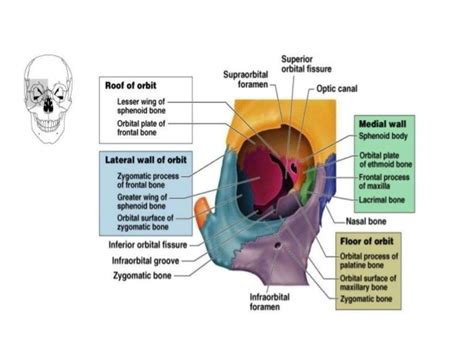 Visual system, Bony orbit anatomy, contents and Nerves, Muscles and ...