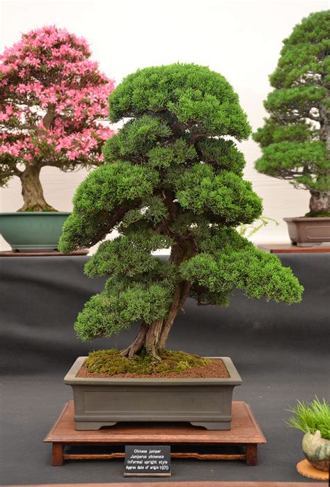 Free photo: Chinese juniper bonsai - Aesthetics, Pot, Live - Free Download - Jooinn