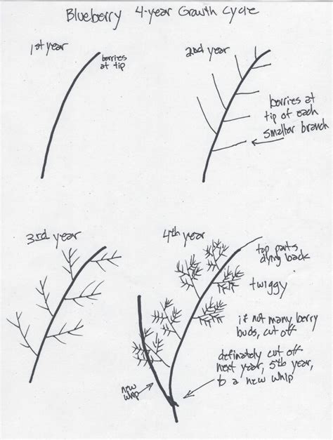 Blueberry Pruning with Kathleen Moore “The Blueberry Whisperer”