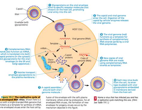 [最新] double-stranded rna viruses examples 287308-Can viruses have double stranded rna ...