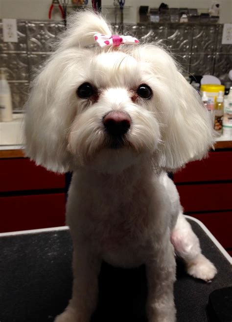 Chloe-Maltese | Dog grooming, Dogs, Animals