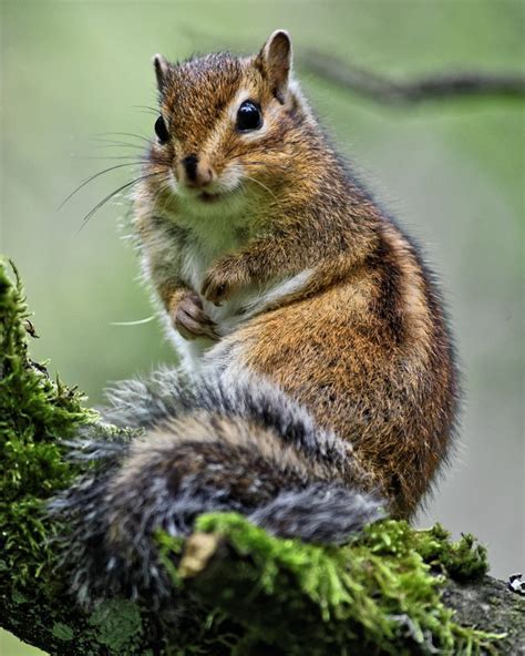 Siberian Chipmunk | Dipinti di animali, Fotografia con animali, Animali