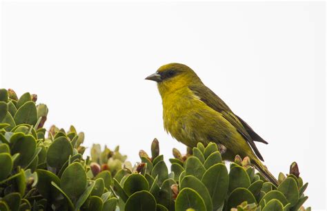 Protect Hawaii's Stunning Endangered Forest Birds | Indiegogo