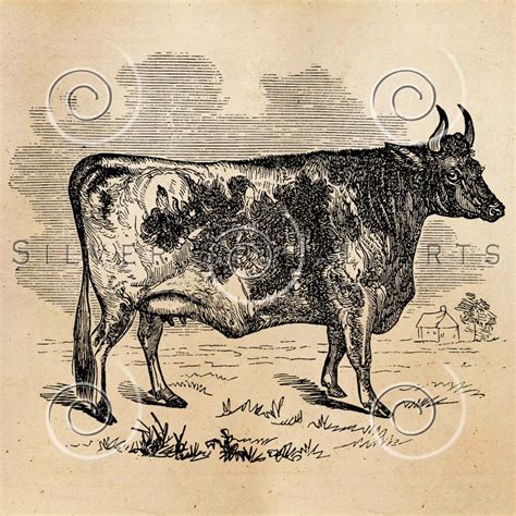 Vintage Cow Illustration Printable Cows 1800s Antique Animal Print Instant Download Digital ...