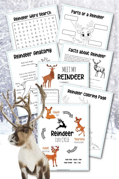 35+ Reindeer Facts For Kids - Free Printables - Made with HAPPY