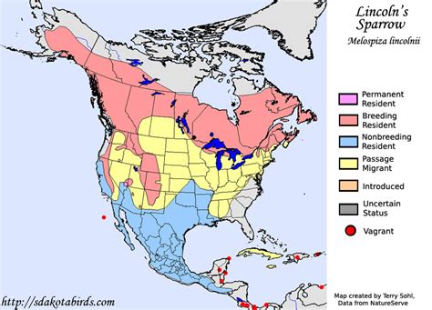 Lincoln's Sparrow - Species Range Map