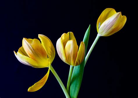 Yellow Tulip Flower · Free Stock Photo