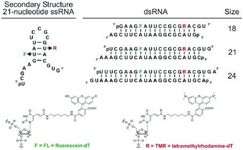 Design of the single-and double-stranded RNAs used in this study. The... | Download Scientific ...