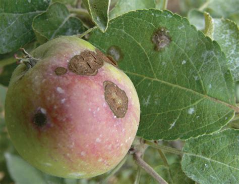 Defending your apple tree from disease [Care part 2] – Savvy Urbanite Farmer