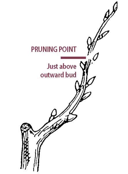 Pruning Pear Trees - Stark Bro's