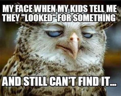 29 Funny Owl Memes That Are So Funny They're Actually a Hoot