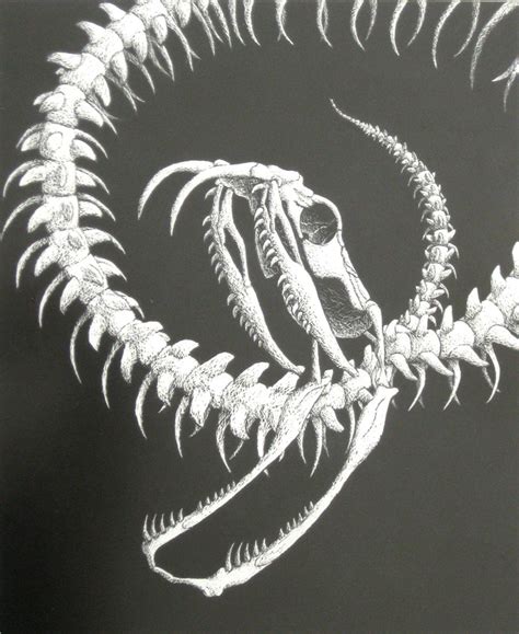 Snake Skeleton by DragonWolfStar on DeviantArt