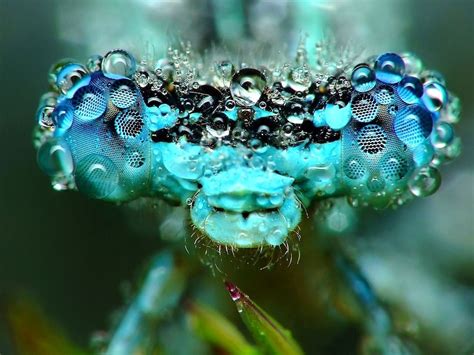 Gallery: Dazzling Photos of Dew-Covered Insects | Live Science