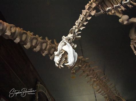 Steller sea lion skeleton - Photo Gallery - Anacortes Today