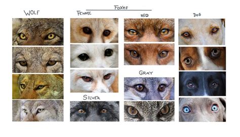 CANINE EYE REFERENCE | Wolf eye color, Eye color chart, Wolf colors