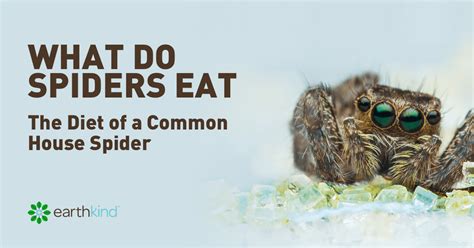 What Do Spiders Eat - Diet of Common House Spiders