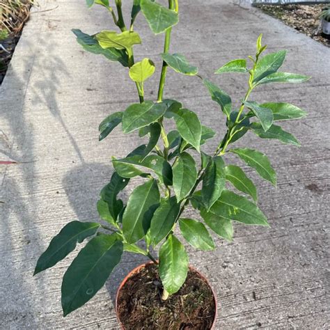 Citrus bergamia, bergamot orange tree | À l'ombre des figuiers