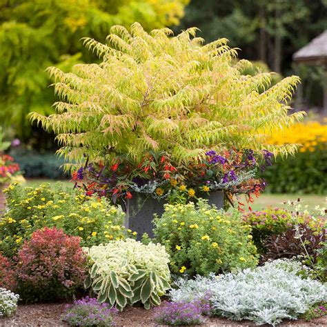 14 Shrubs for Shade Gardens | Better Homes & Gardens