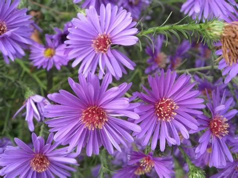 Aster Type of Flowering Plants ~ Type of Flowers Wallpaper