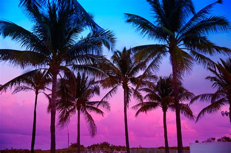 500+ Sunset With Palm Tree Pictures [Stunning!] | Download Free Images ...