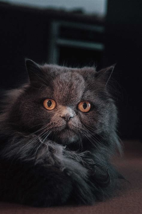 Grey Persian Cat · Free Stock Photo