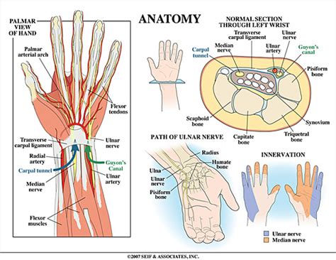 Wrist Tendon Anatomy