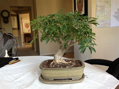 Bonsai. Umbrella Tree. Exposed roots. Bonsai Ficus, Indoor Bonsai Tree ...