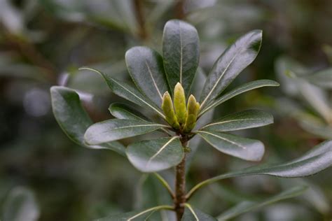 Pittosporum Hedge: 7 Best Pittosporum Varieties For Hedges